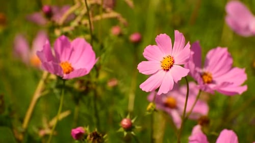 Pink Cosmos Flowers Blooming in a Sunny Garden