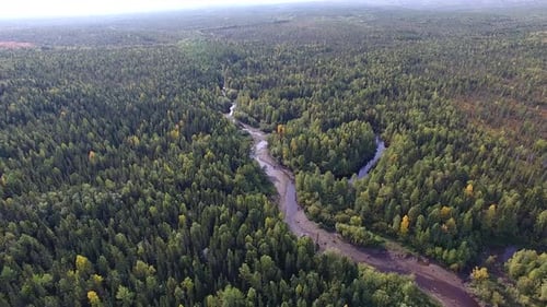 Rio pequeno na floresta de coníferas