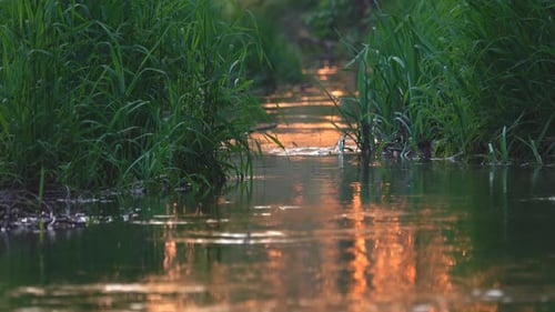 River