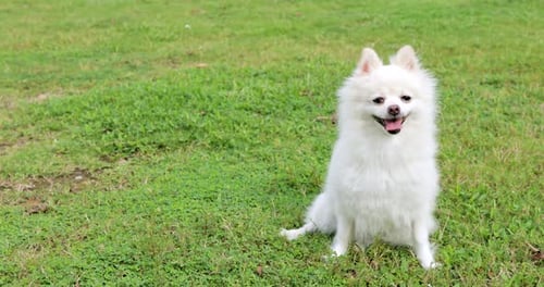 White Dog Sitting on Green Grass Lawn