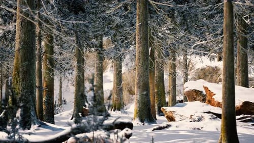 Frosty Winter Landscape in Snowy Forest