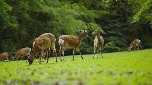 Young Deer Sparring On Grass In Forest Clearing