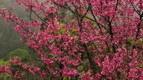 Sakura japonais