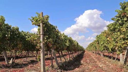 Reihen von Weinbergen mit blauem Himmel