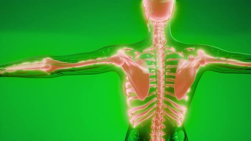 3D Digital Scan of Human Skeleton and Nervous System