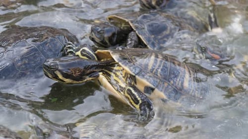 Energetische kleine gefleckte Schildkröten krabbeln aufeinander und warten auf Nahrung