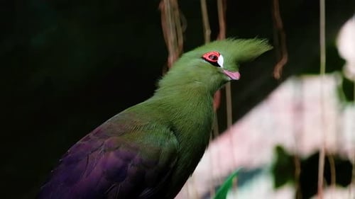 der grüne Turaco Vogel mit orange schwarzen und weißen Augen Deckel bunt
