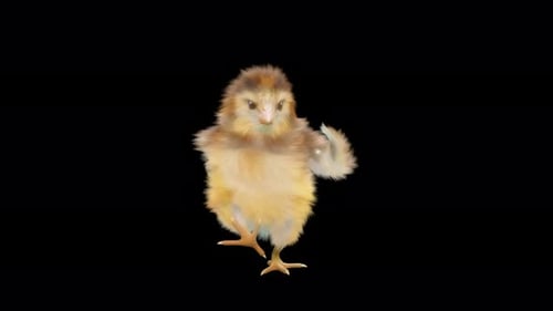 Cute Dancing Baby Chick Fun Animation