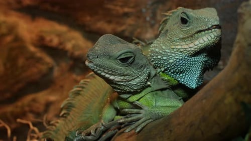 Reptiles