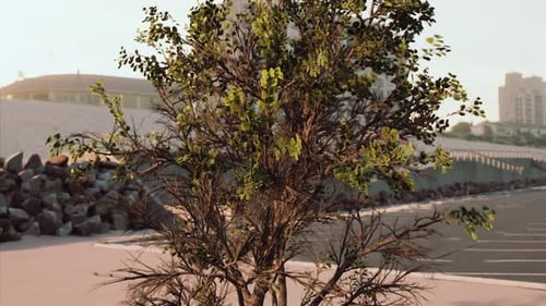 Empty Beach Car Park Spaces Covered in Asphalt