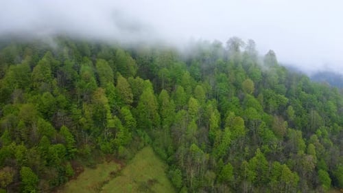 Foggy Mountain Forest Aerial