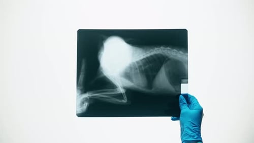 X-ray of Animal in Gloved Hand