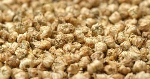 Dried Chrysanthemum Flowers Close-Up