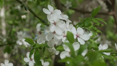 White Flowers Blooming on Tree Branch in Spring