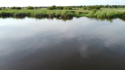 Un hippopotame se tient debout dans la rivière près des roseaux, animaux sauvages de Namibie