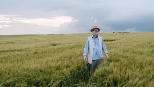 Thoughtful Senior Farmer Looks on Good Barley Harvest in Field and Crosses Hands