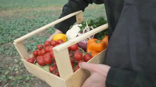 Farmer Carrying Fresh Vegetables in Wooden Crate