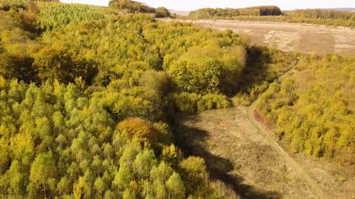 Autumn forest with bright orange and yellow leaves. Dense woods in sunny fall weather.