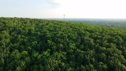 Aerial view of flying on a drone over beautiful green trees in the forest. Summer sunny time.Uhd