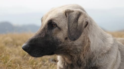Domestic shepherd dog portrait close-up 4K 2160p 30fps UltraHD footage - Canis lupus familiaris sm