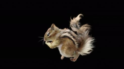 Chipmunk: Tanzen HD