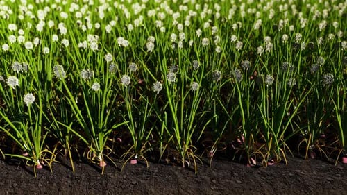 Onion Plantation In The Vegetable Garden Agriculture