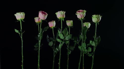 Viele rosa Rosen isoliert auf Schwarz