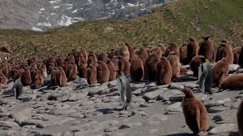 King Penguins On South Georgia Island