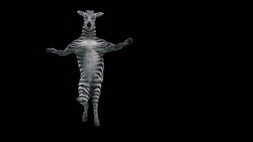 Animated Dancing Zebra Standing on Hind Legs