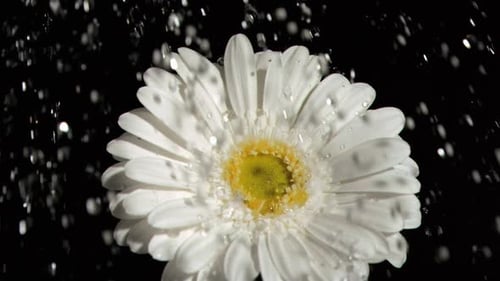Aguacero a cámara superlenta que cae sobre una gerbera blanca