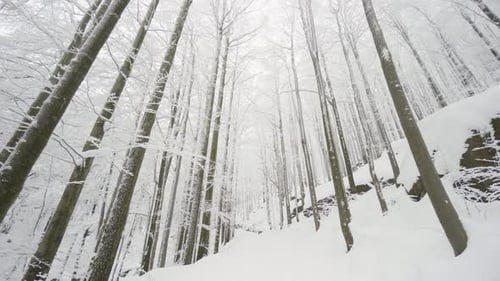 A Snowcovered Forest with a Track in Winter