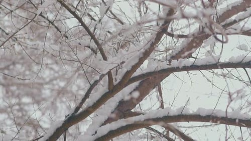 Park with Trees and Snow Lying on Long Branches Against Sky