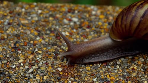 Gartenschnecke krabbelt auf Bürgersteig