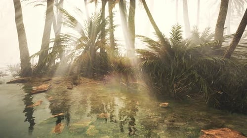 Sunlight Beams Through Misty Palm Forest by Tropical Water
