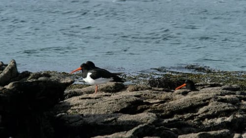 Cazadores de ostras de pie sobre las rocas en el condado de Donegal - Irlanda