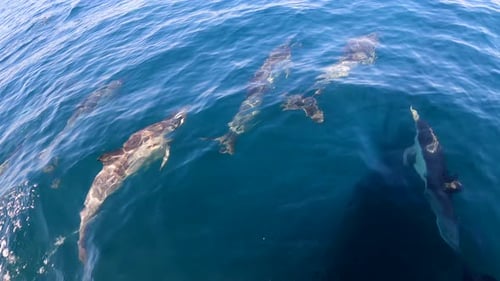 Dolphins Swimming With Sailboat