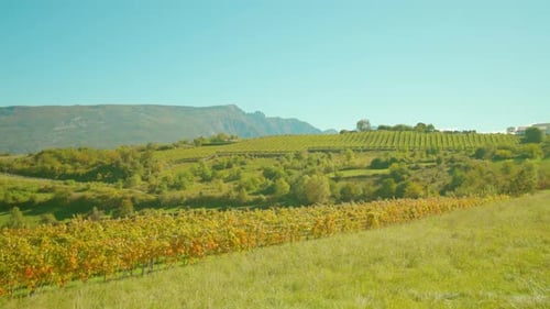 Des rangées de vignes poussent sur un vignoble à la campagne en automne