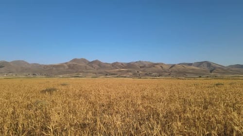 aerial wheat fields