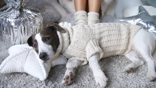 Dog Lying Comfortably with Sweater and Star Pillow