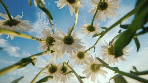 Gänseblümchen wachsen auf einer Wiese und wiegen sich gegen den blauen Himmel und die Sonne