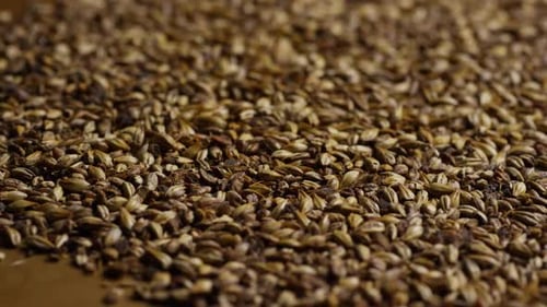 Rotating shot of barley and other beer brewing ingredients - BEER BREWING