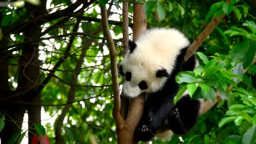 Cute Baby Panda Resting in Green Tree