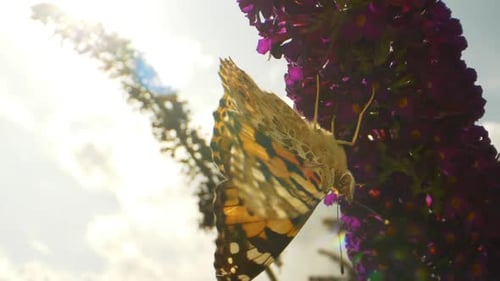 Closeup Video of a Monarch Butterfly Poking On Purple Flowers To Feed
