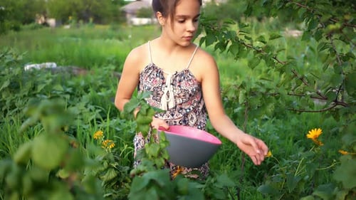 Young Girl Sitting on Chair, Collecting Berries in Garden.