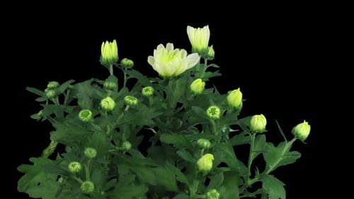 Chrysanthemum Flowers Blossoming in Time Lapse on Black