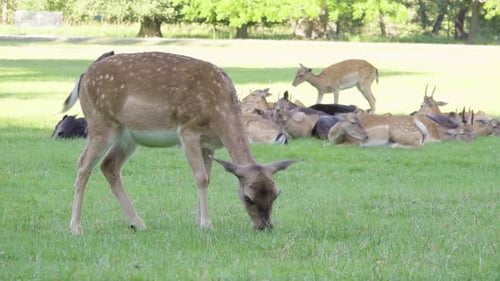 Fallow Deer Doe Grazes in a Meadow By a Forest on a Sunny Day - Closeup