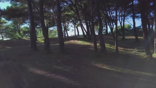 Dark Forest