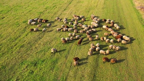 Herd of sheep in sunny day. Flock of fluffy animals walking on field pasture.
