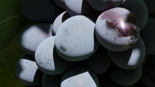 Grappe de raisins de Moldavie, bleu foncé, inclinaison lente, 4K 2160p, 30 images par seconde, vidéo UltraHD - Gris de vigne frais et juteux