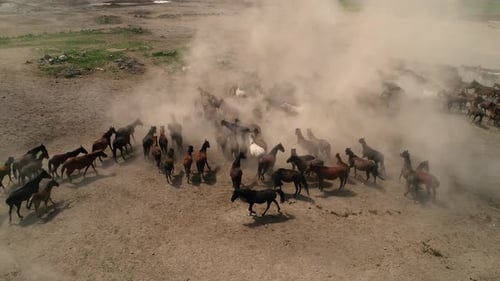 Herd Horse